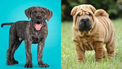 Bull Pei: The Distinctive Hybrid Combining Shar Pei and English Bulldog